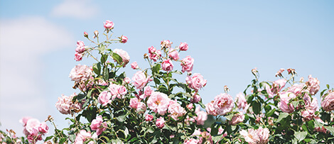 Usually the corners are a bit more attractive, look at the patters and enjoy Image